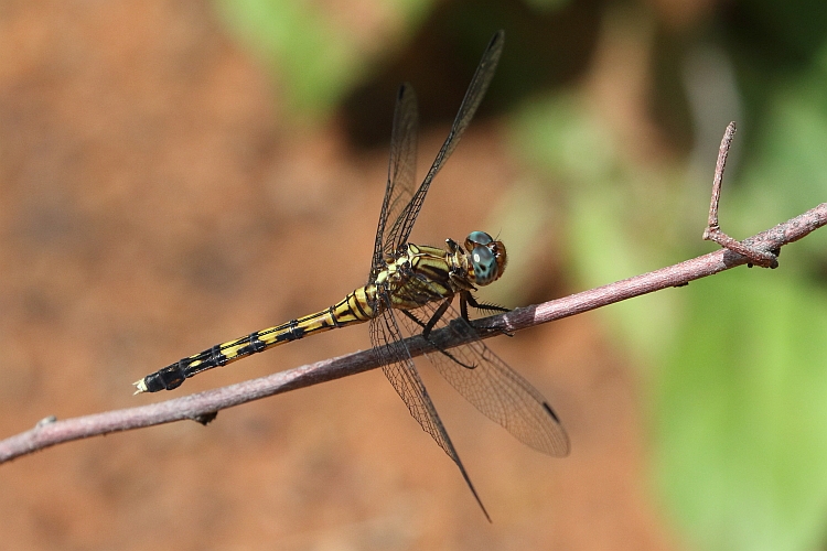 Orthetrum julia (Julia Skimmer) female 5.JPG